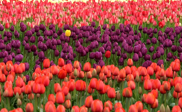 unikátní tulipány
