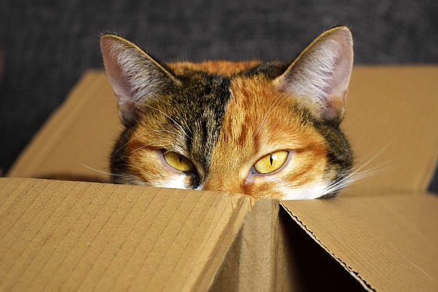 kočka v krabici.jpg