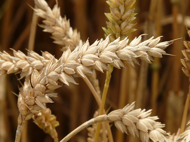 pšeničné pole
